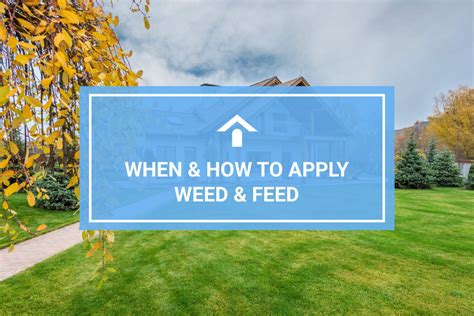 Can I Use Weed and Feed in the Fall? And Why Do Trees Whisper Secrets to the Grass?