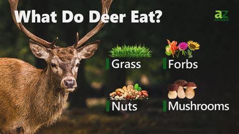 Do Deer Remember You If You Feed Them? And Why Do They Always Look So Calm?