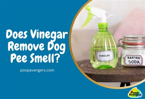 Does Vinegar Remove Rubber Smell? And Why Do Cats Always Land on Their Feet?