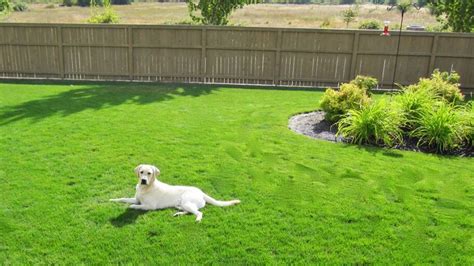 How Long After Fertilizer Can Dog Go on Lawn: A Whimsical Exploration of Canine and Chemical Coexistence