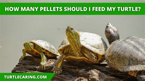 How Many Pellets Should I Feed My Turtle: A Dive into the Ocean of Overthinking