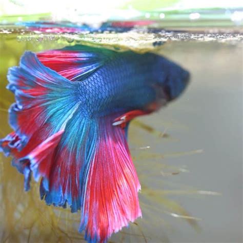 How Many Times to Feed Betta Fish: A Dive into the Depths of Aquatic Care and Beyond