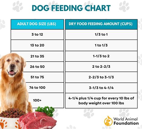 How Much Ground Beef Should I Feed My Dog: A Journey Through Canine Culinary Chaos