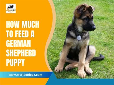 How Much Should You Feed a German Shepherd Puppy: A Guide to Nourishing Your Growing Companion