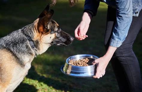 How Much to Feed German Shepherd: A Comprehensive Guide to Canine Nutrition and Beyond