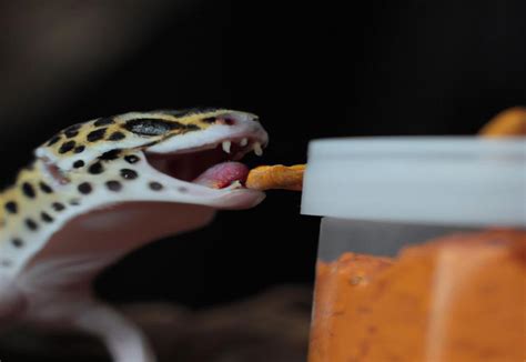 How Often Should You Feed Leopard Geckos: A Journey Through the Desert of Dietary Decisions