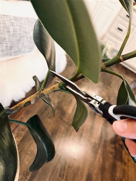 How to Propagate a Rubber Plant: And Why It Might Just Teach You About Life