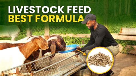 Is Sweet Feed Good for Goats? Exploring the Sweet Side of Goat Nutrition