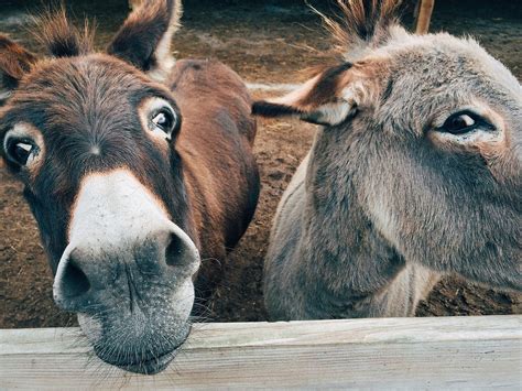 What do you feed donkeys, and why do they dream of flying?