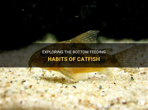 What to Feed Catfish: Exploring the Culinary Preferences of Aquatic Bottom Dwellers