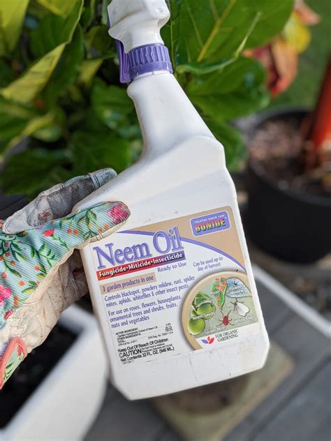 What to Spray on Plants for Gnats: A Symphony of Chaos and Control