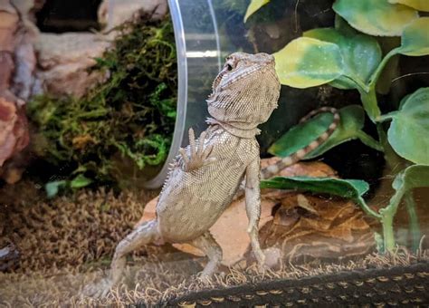 Why Do Bearded Dragons Glass Surf? And What Does It Have to Do with Alien Communication?