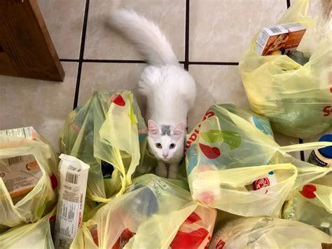 Why Do Cats Like Plastic Bags So Much? And Why Do They Always Seem to Know When You're About to Throw Them Away?