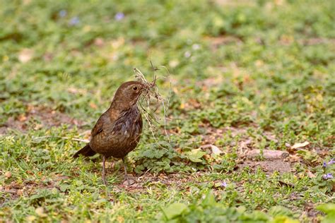 Will Birds Eat Grass Seed with Fertilizer: A Symphony of Nature's Quirks and Quandaries